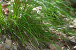 Ravine sedge